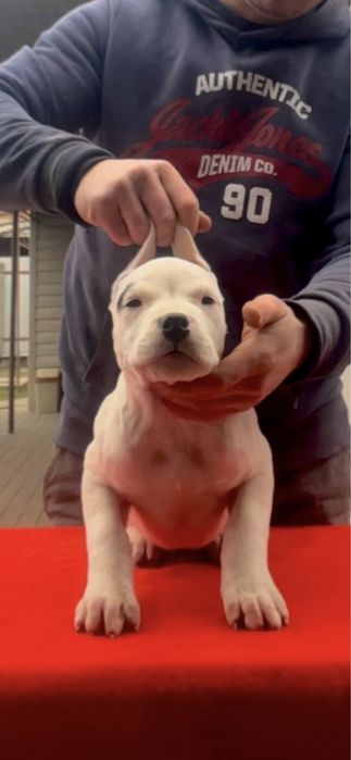 Femela Dog Argentinian/Pedigree