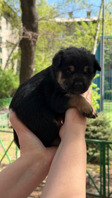 отдаем щенков девочек в хорошие руки