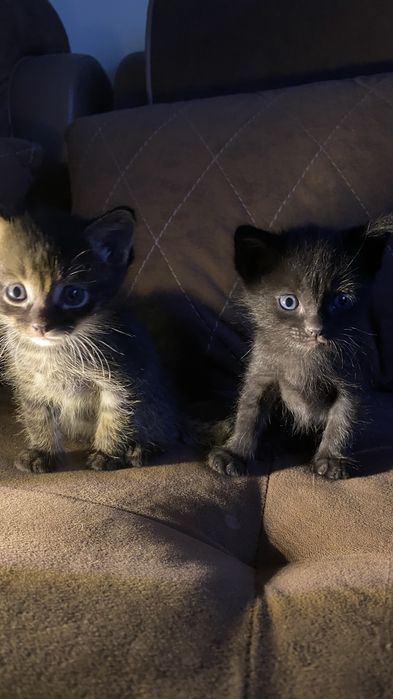 Котята в добрые руки бесплатно!