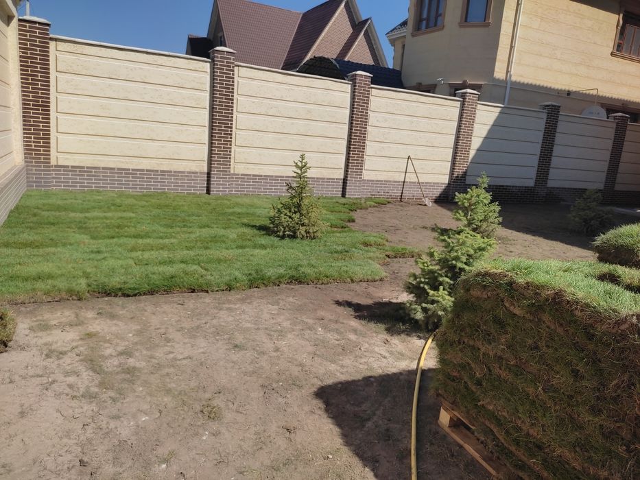 Газон живои семена