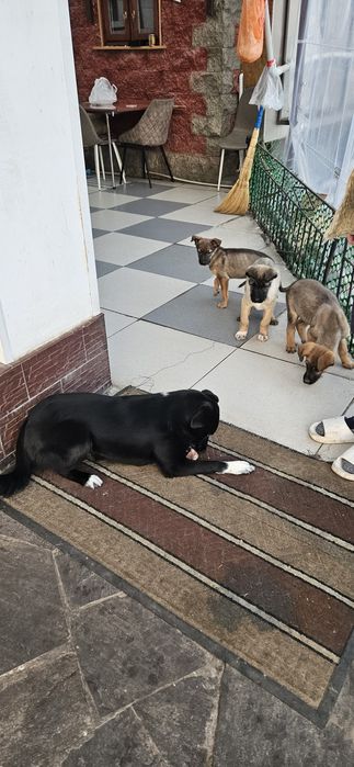 Классные щенки  в добрые руки!