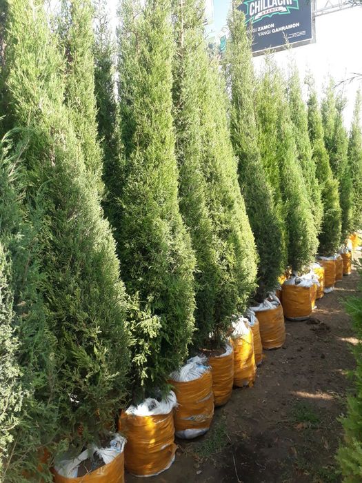 Archa va gullar arson narxlarda sotiladi Xaxlagan Archadan bori