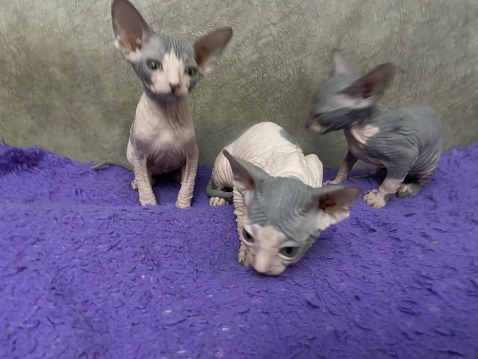 Очаровательные малыши сфинкса