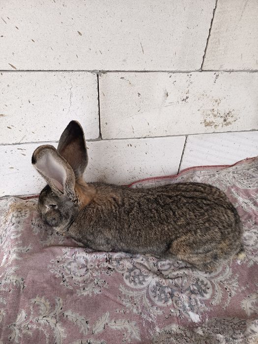 Vând sau schimb mascul de urias german