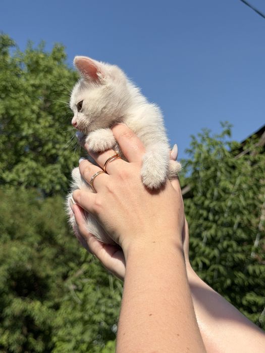Котята бесплатно