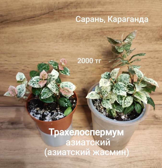 Каштан,Мурайя,рипсалидопсис