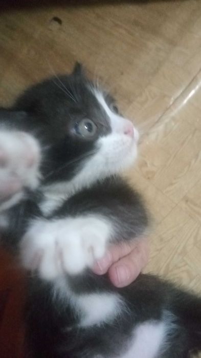 Отдается котенок