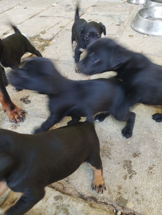 Подарявам кученца