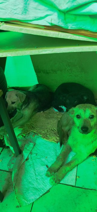 Собаки в хорошие руки