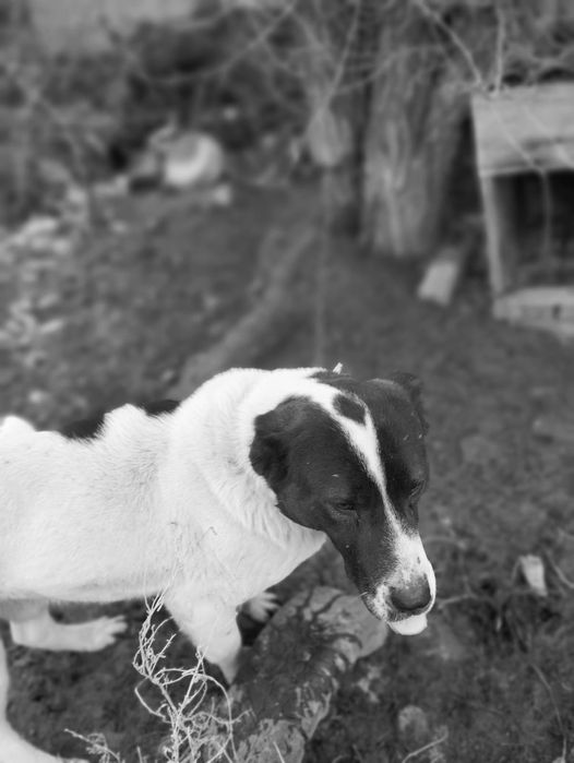 Алабай сатылат 1жасқа енді шықты