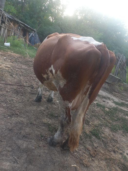 Vand vaca cu vitel
