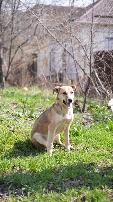 Звоночек собака девочка ищет семью. Добрая к детям