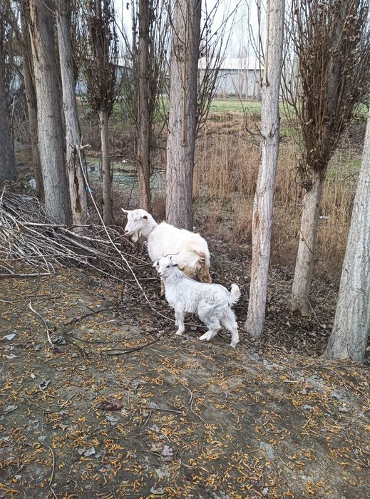 Эчки сотилади эна бола