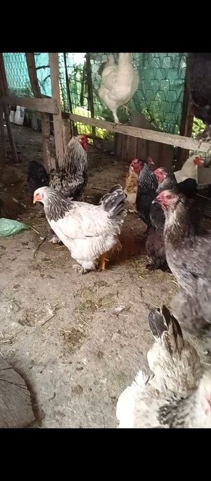 Товуклар хурозлар