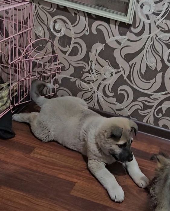 Отдам щенка крупного