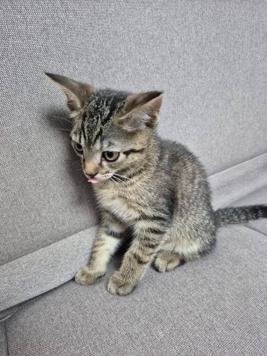 Отдаем котенка в добрые руки!