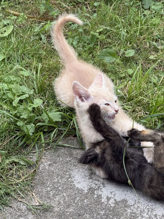 Подарявам котета