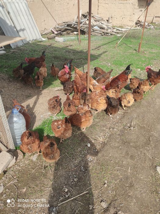 Koreys xan xap tovuq jojalari sotuvda