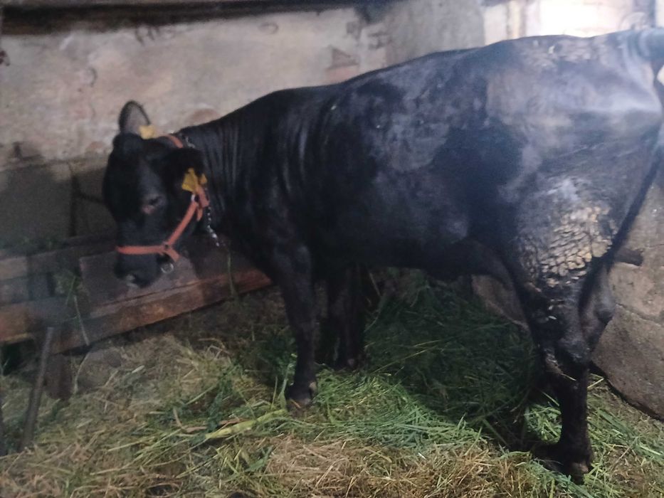 Vaca si vitea din rasa Angus