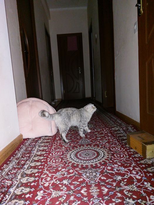 Skodish full qiz bola mushuk