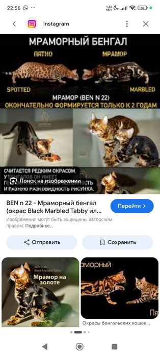 Бенгал редкого окраса!г.Астана!