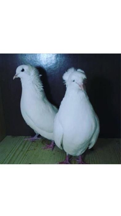 Запуск голубей  белых