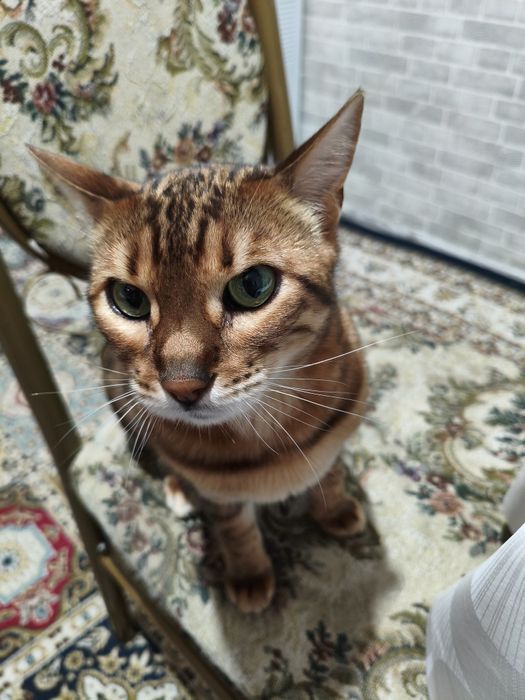 Кошка бенгальская