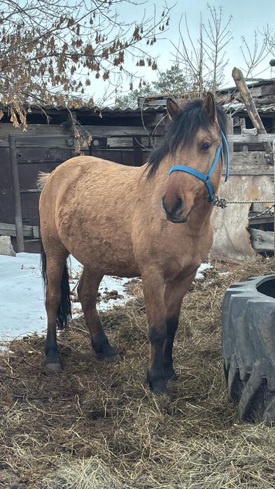 Продам кобылу. 3 года