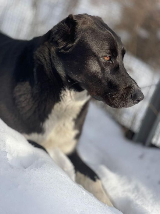 Собака девочка воспитанная