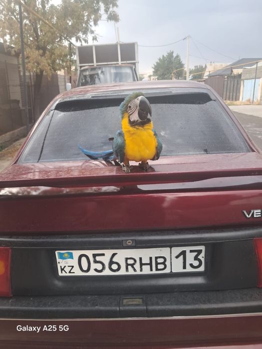 Папугай Арра и Жако