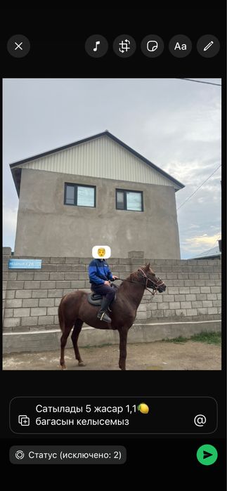 Айгыр сатыладыыы