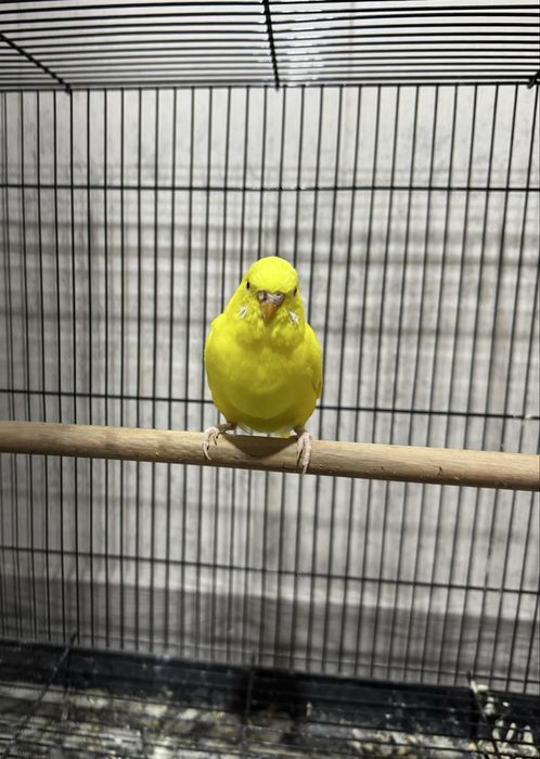 Valnistiy/валнистый