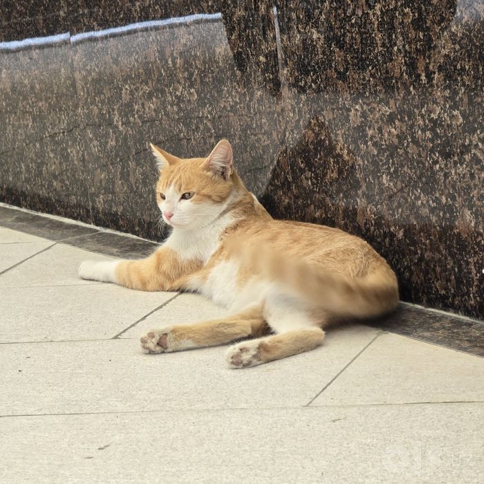Пристраивается кошечка 10 месяца