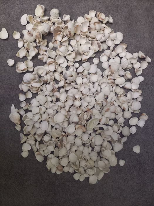 Продам ракушки и камешки