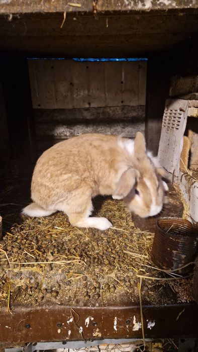 Iepuri femele /masculi mini-ferma