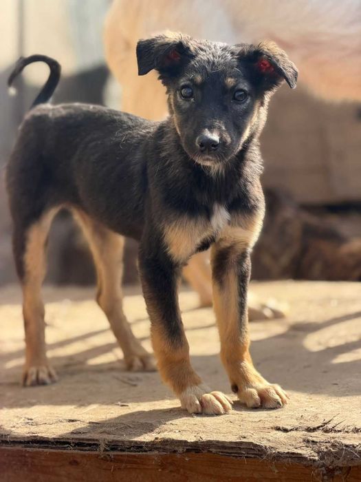 отдам щенка девочку в добрые руки