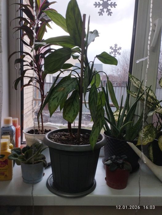 Комнатное растение Аглаонема