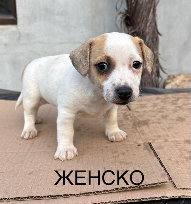 Джак Ръсел Кученца