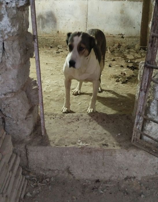 Alabay sotiladi qiziqanlaga