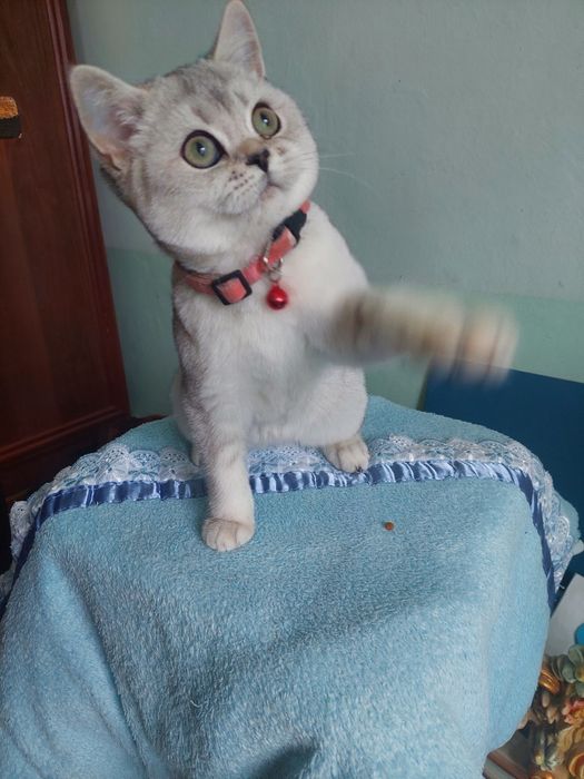 Britaniski shinshilla ota onasi privaznoy 4 oyli boldi o'yinqaroq