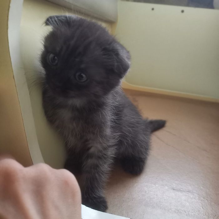 Вислоухие котята 1,5 мес мальчики и девочка