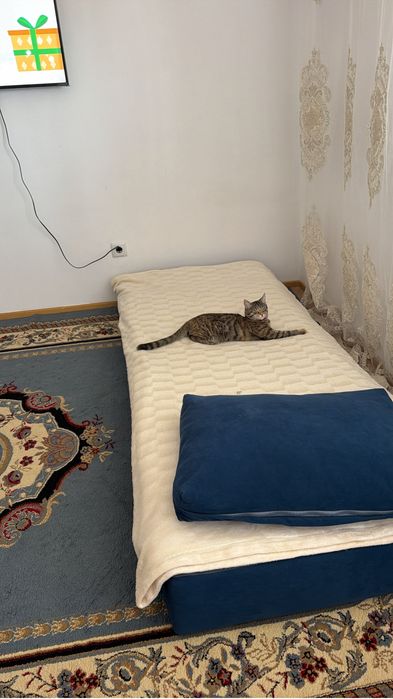 Котенок 8 месяцев