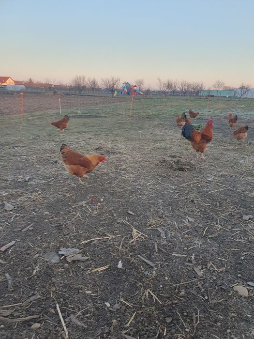 Găini Rasa New Hamphsire Mare