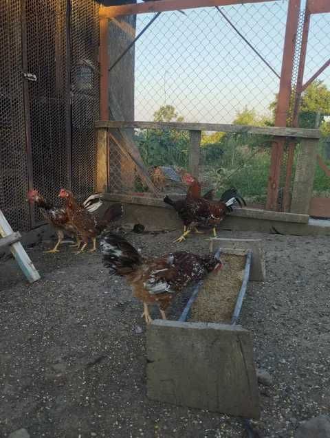 gaini italiene portelan