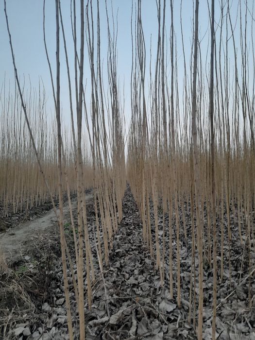 Terak ko'chatlar bor 20 sotik sotiladi