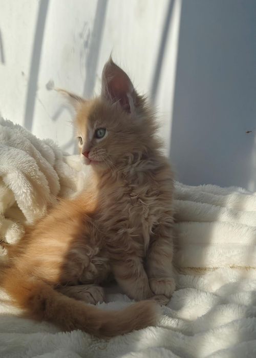 Куномалыши ждут родитей