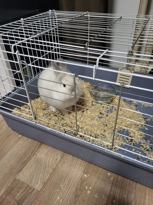 Vând iepuras de casa, vârsta 1 an.