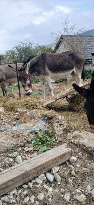 Lapte de măgăriță