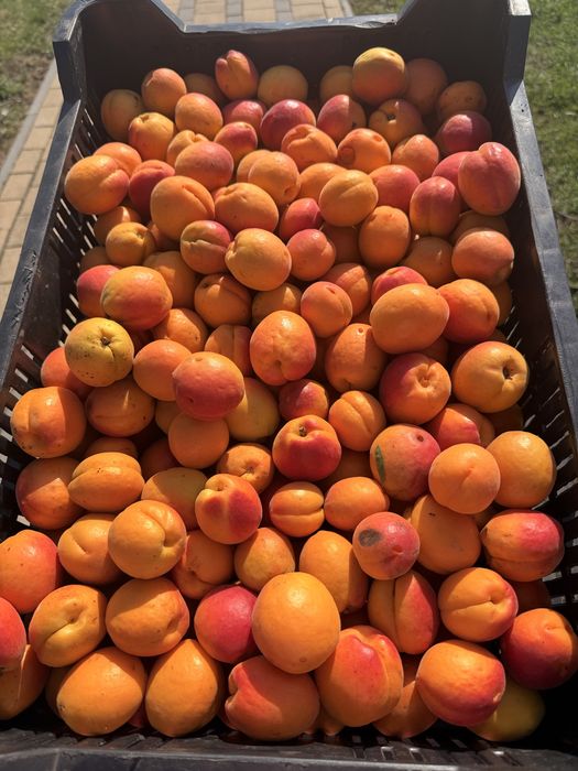 Vând caise pentru consum, gem și pălincă – direct de la producător.