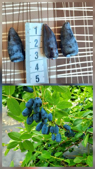 Продам Жимолость